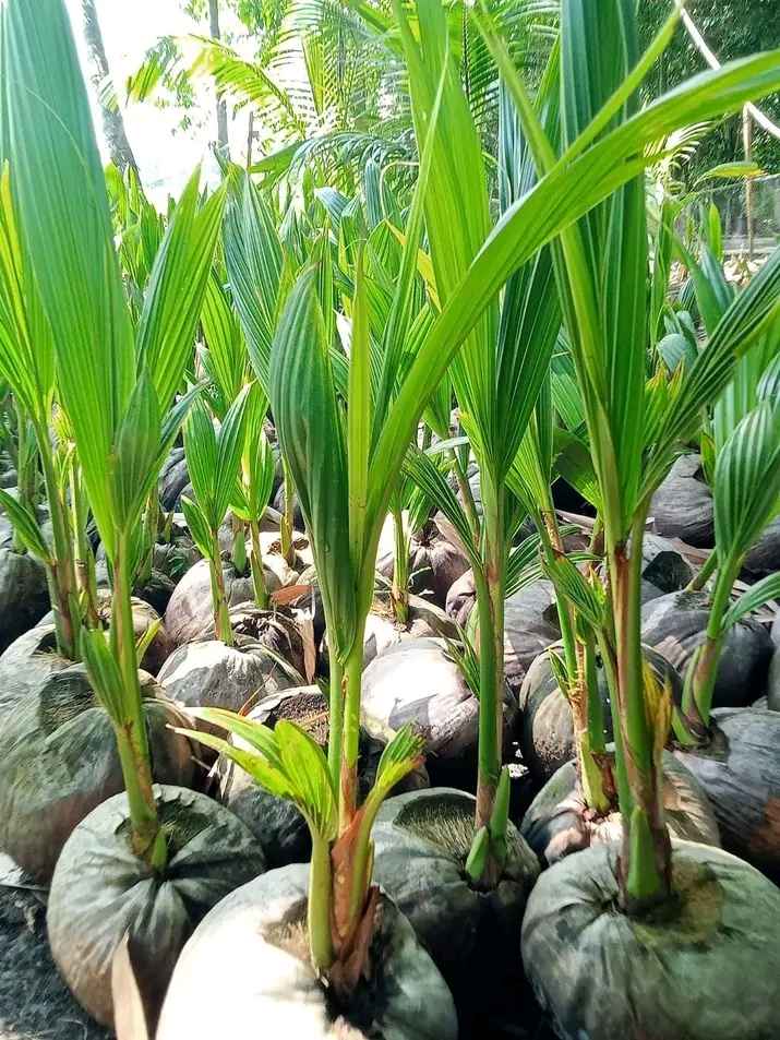 Harga Bibit Kelapa Kopyor Thailand